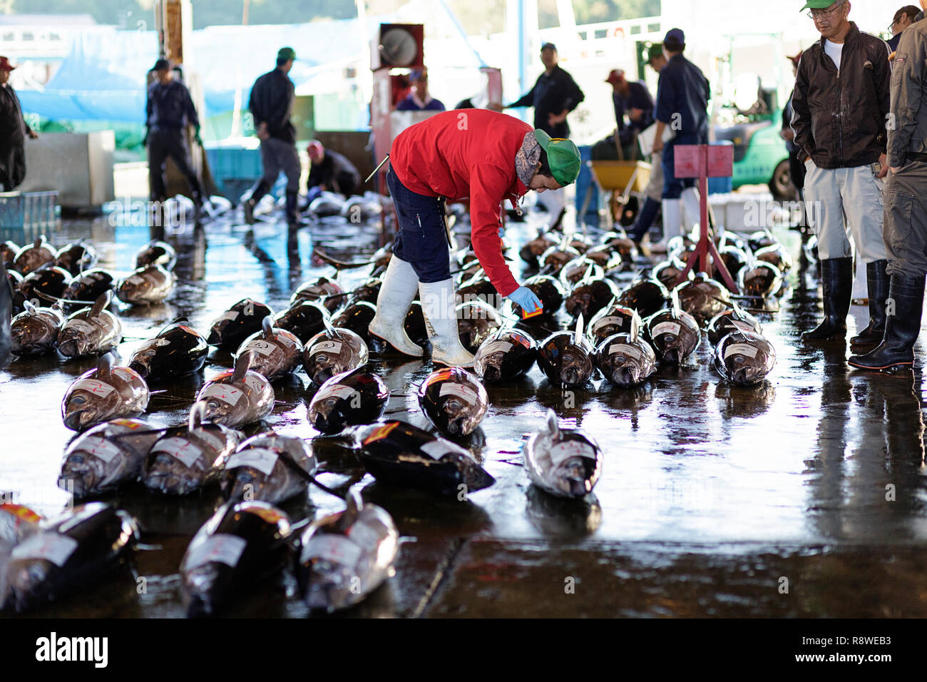 Fresh tuna, at Tuna Auction at Katsuura Fish Market, Nachikatsuura