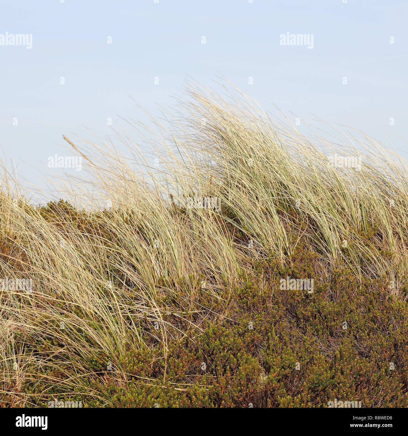 Beach grass and Crowberry in the dunes Stock Photo