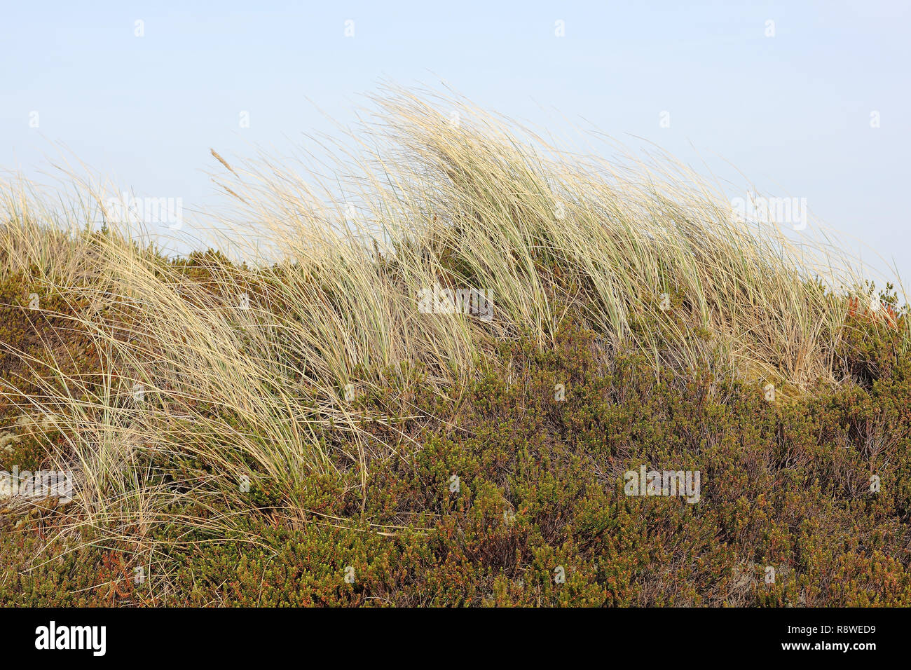 Beach grass and Crowberry in the dunes in the island of Sylt Stock Photo