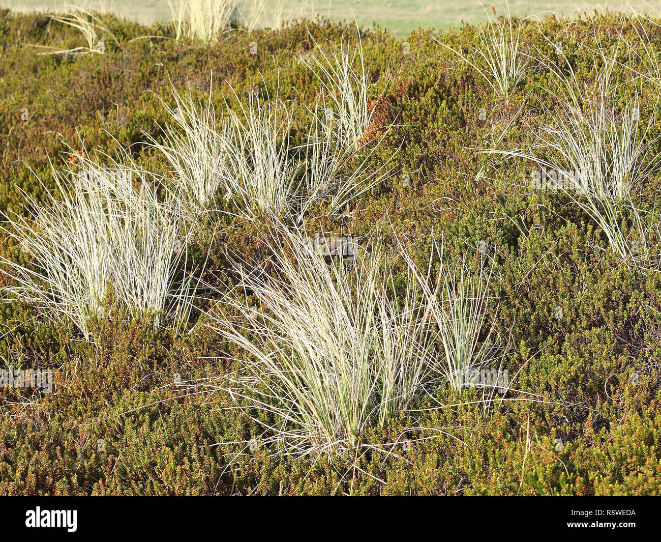 Beach grass and Crowberry in the dunes of the North sea island of Sylt, Germany Stock Photo
