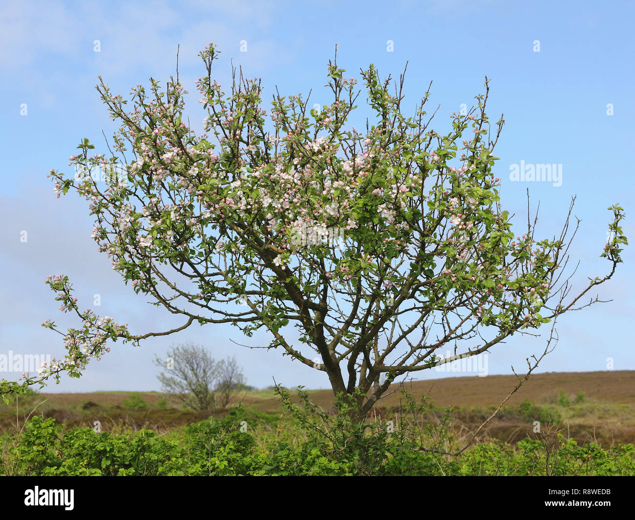 Blossoming apple tree in the heath Stock Photo