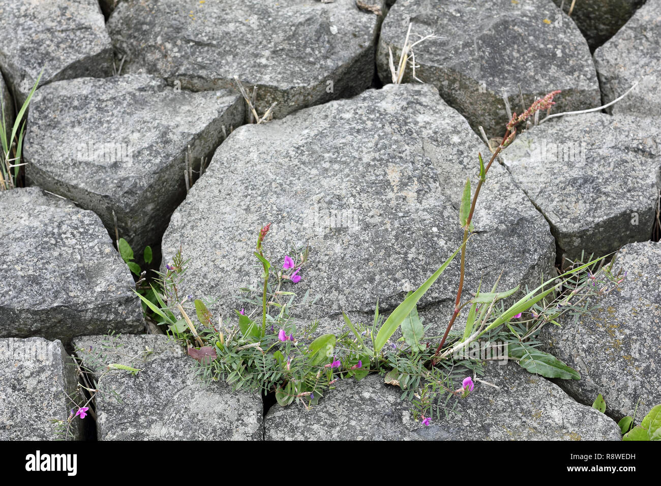 Plants growing between paving-stones Stock Photo