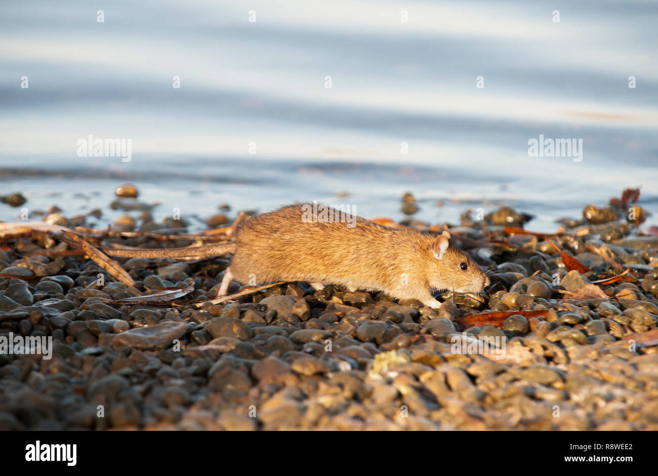 adult Brown Rat, Rattus norvegicus, on the banks of the River Thames ...