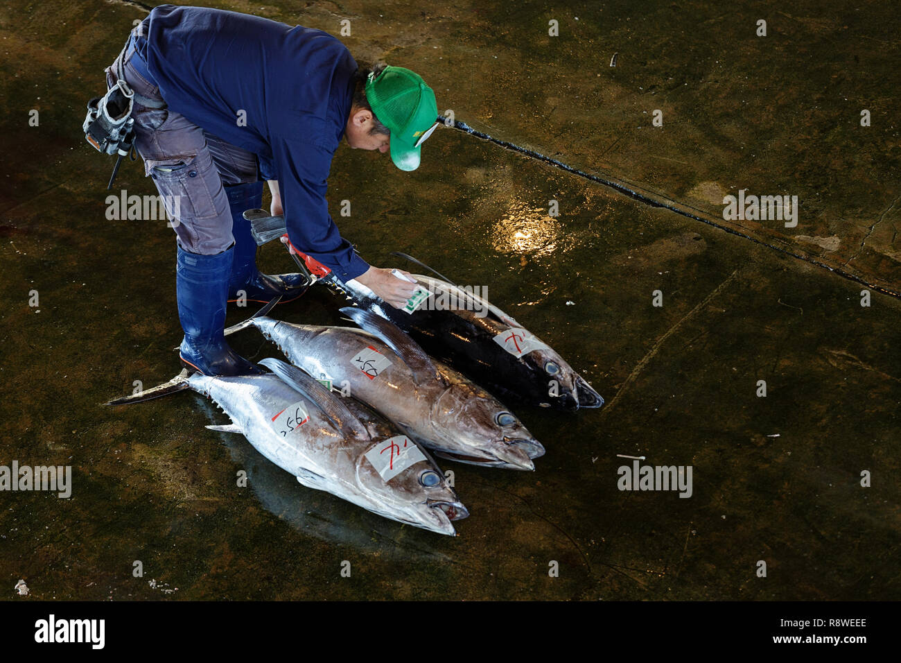 Fresh tuna, at Tuna Auction at Katsuura Fish Market, Nachikatsuura