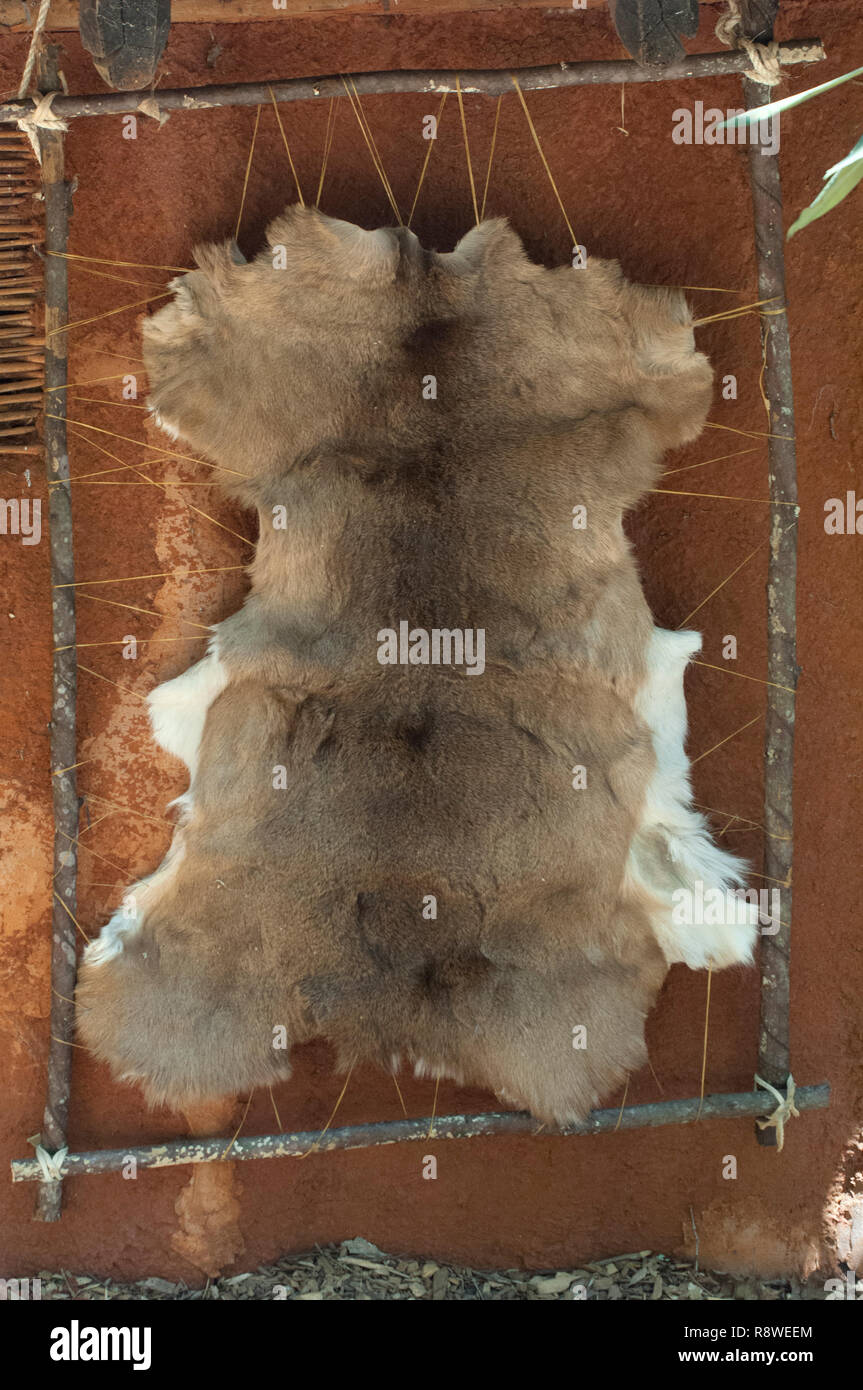 Cherokee deerskin stretched for tanning, Qualla Reservation, North Carolina. Digital photograph Stock Photo