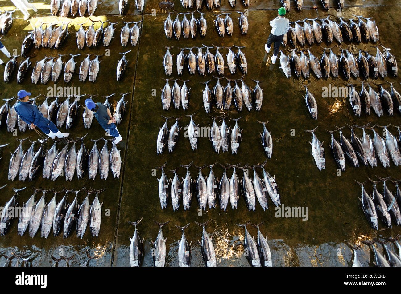 Fresh tuna, at Tuna Auction at Katsuura Fish Market, Nachikatsuura