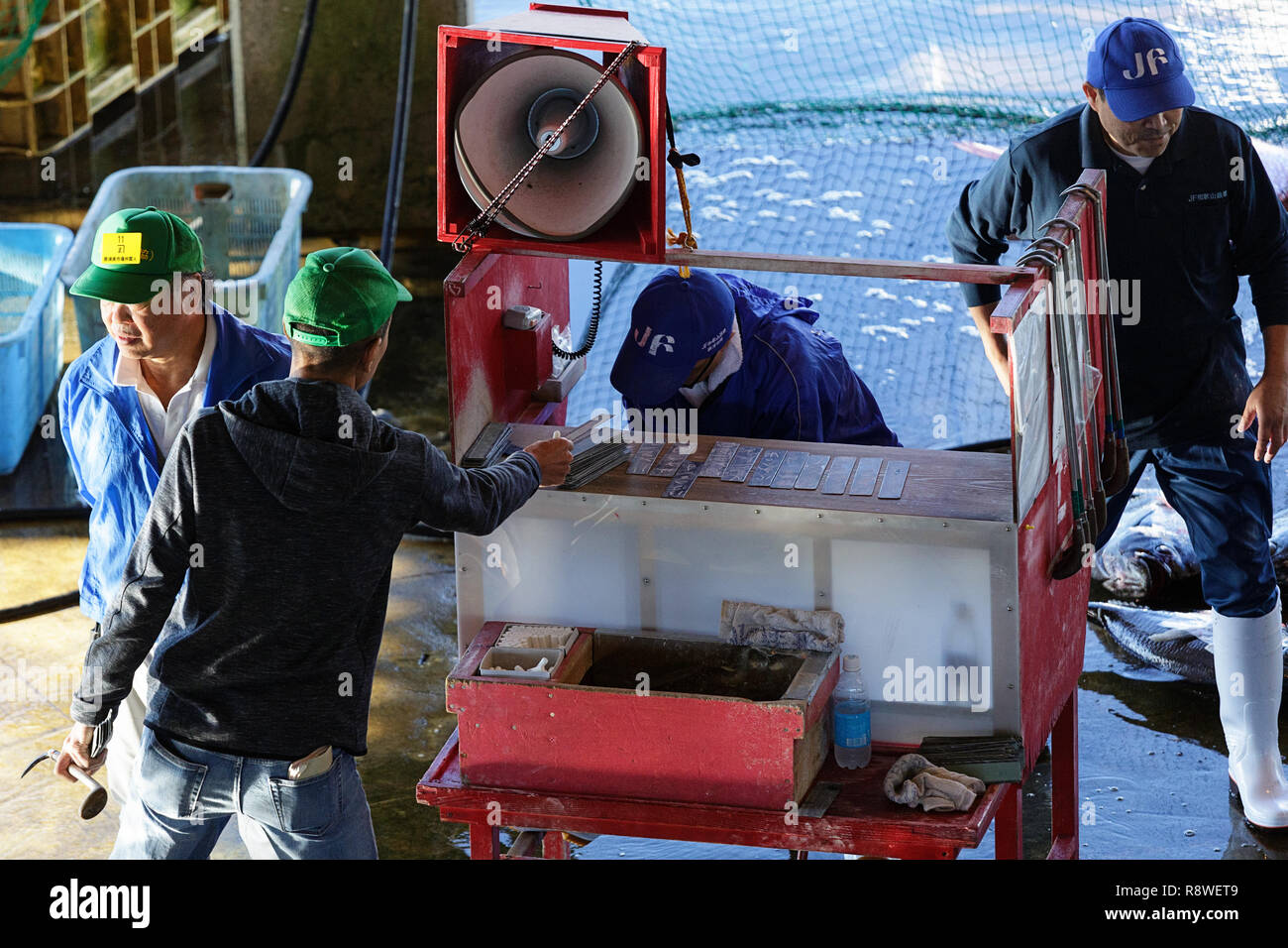 Fresh tuna, at Tuna Auction at Katsuura Fish Market, Nachikatsuura