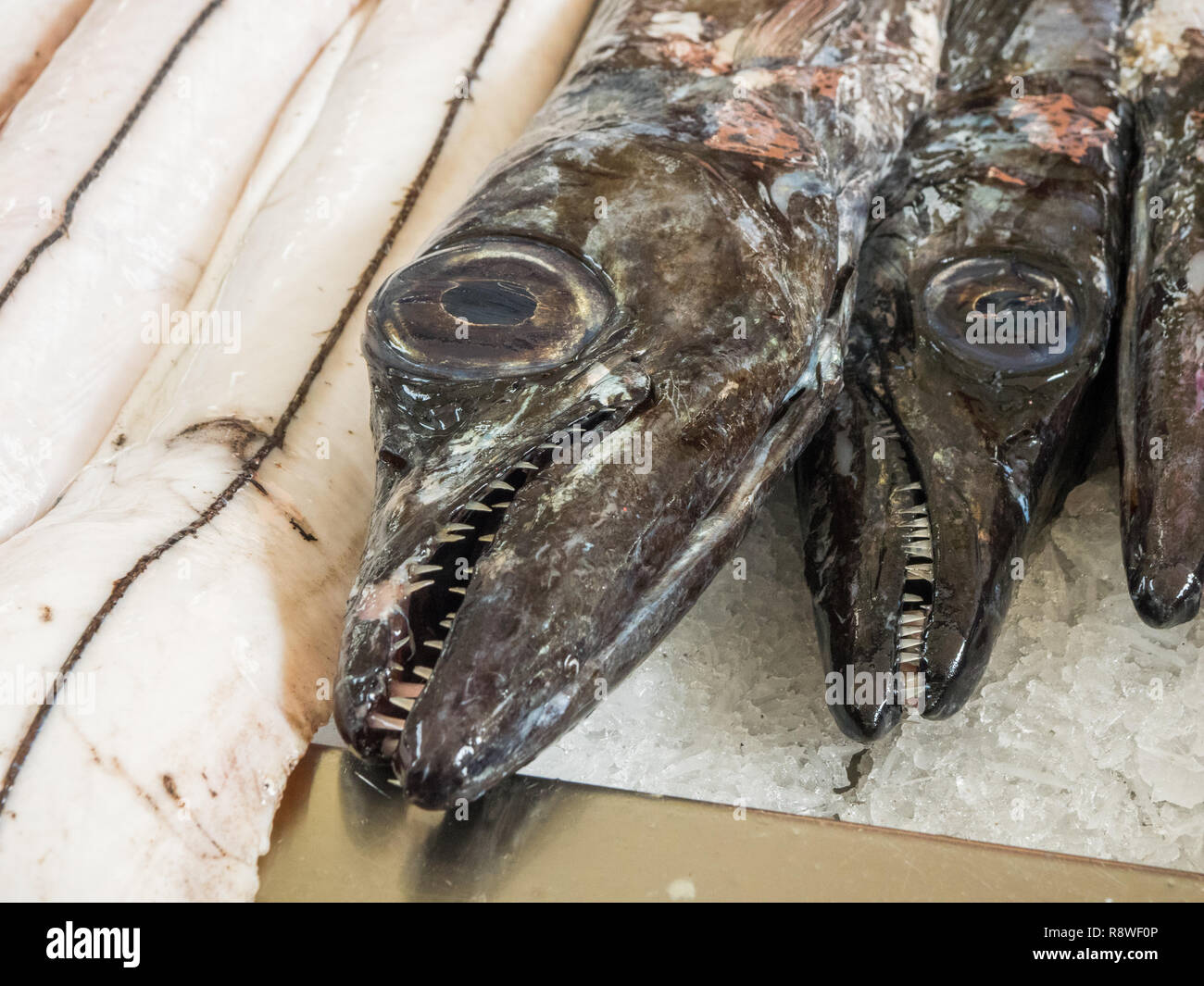 Black Scabardfish (Aphanopus carbo) on ice at the market in Funchal, Madeira Stock Photo