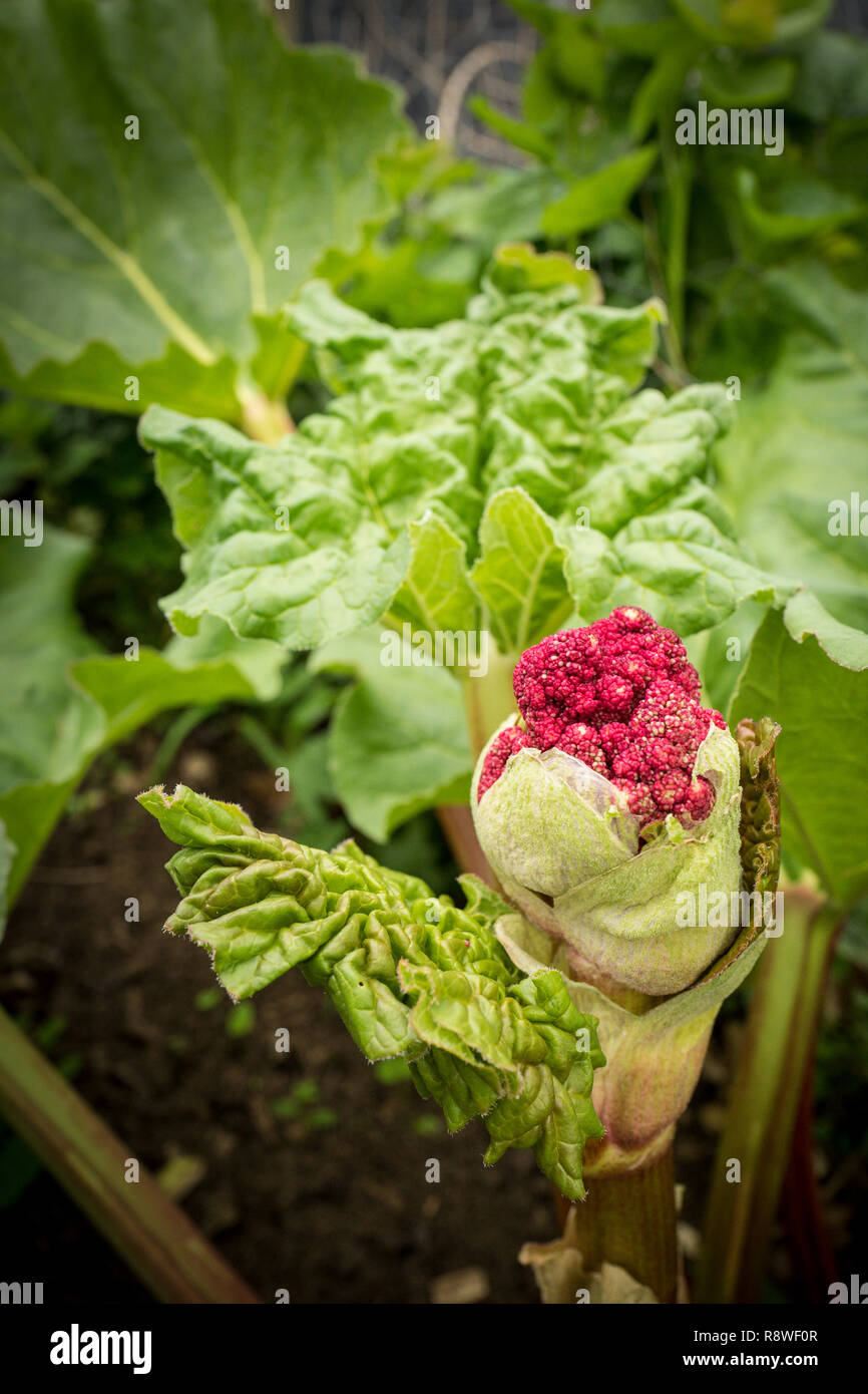 A rhubarb plant prematurely going to flowering stage after prolonged heatwave and high temperatures in an English garden in UK Stock Photo