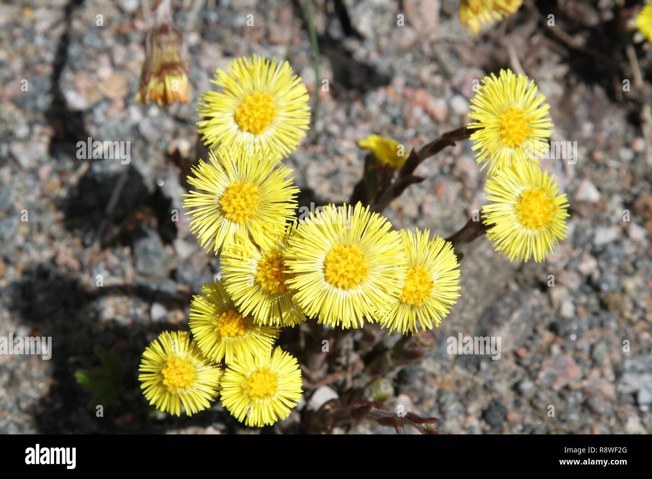 Yellow flowers roadside hires stock photography and images Alamy