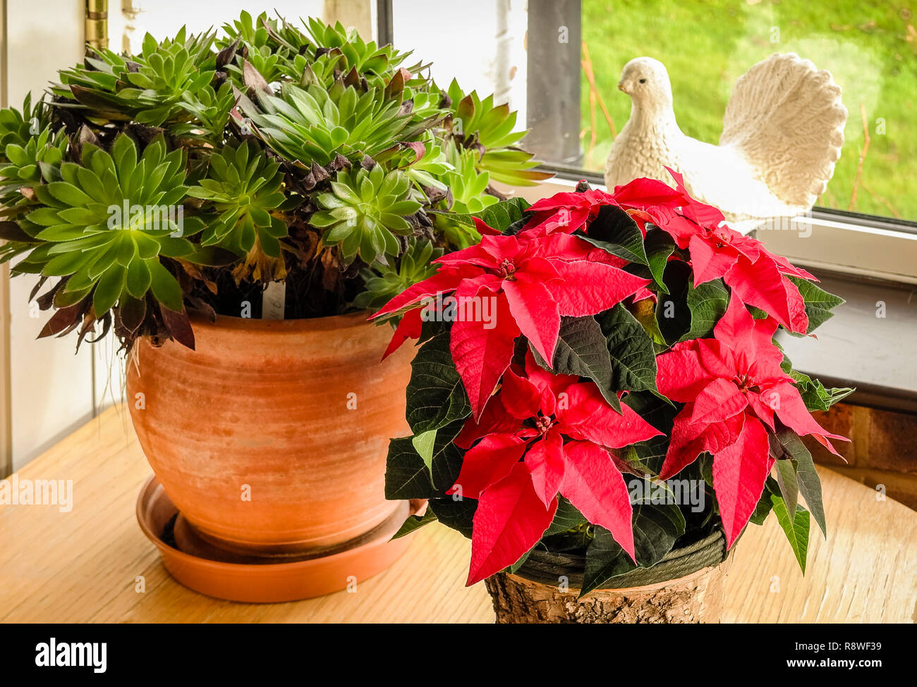 Indoor house plants including Aeonium and poinsettia in December in UK Stock Photo