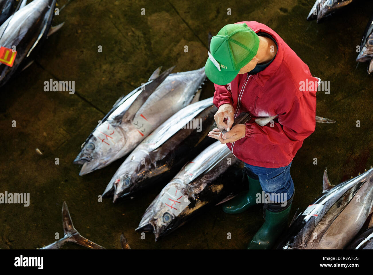 Fresh tuna, at Tuna Auction at Katsuura Fish Market, Nachikatsuura