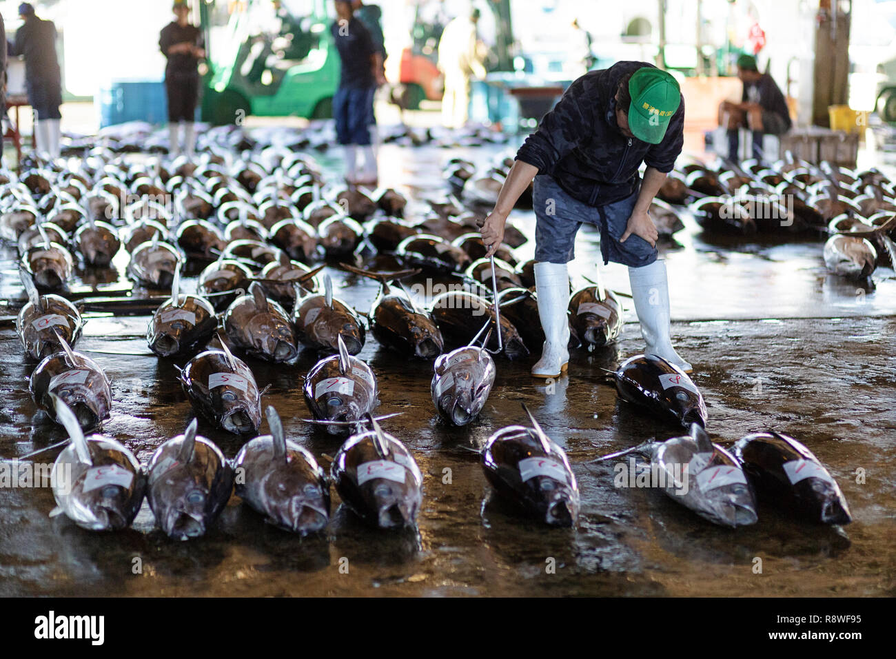 Fresh tuna, at Tuna Auction at Katsuura Fish Market, Nachikatsuura
