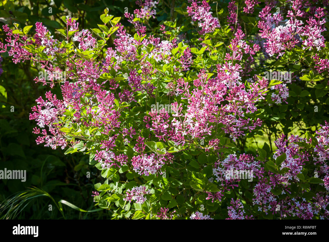 A dwarf lilac in full flower in May in an English garden Stock Photo