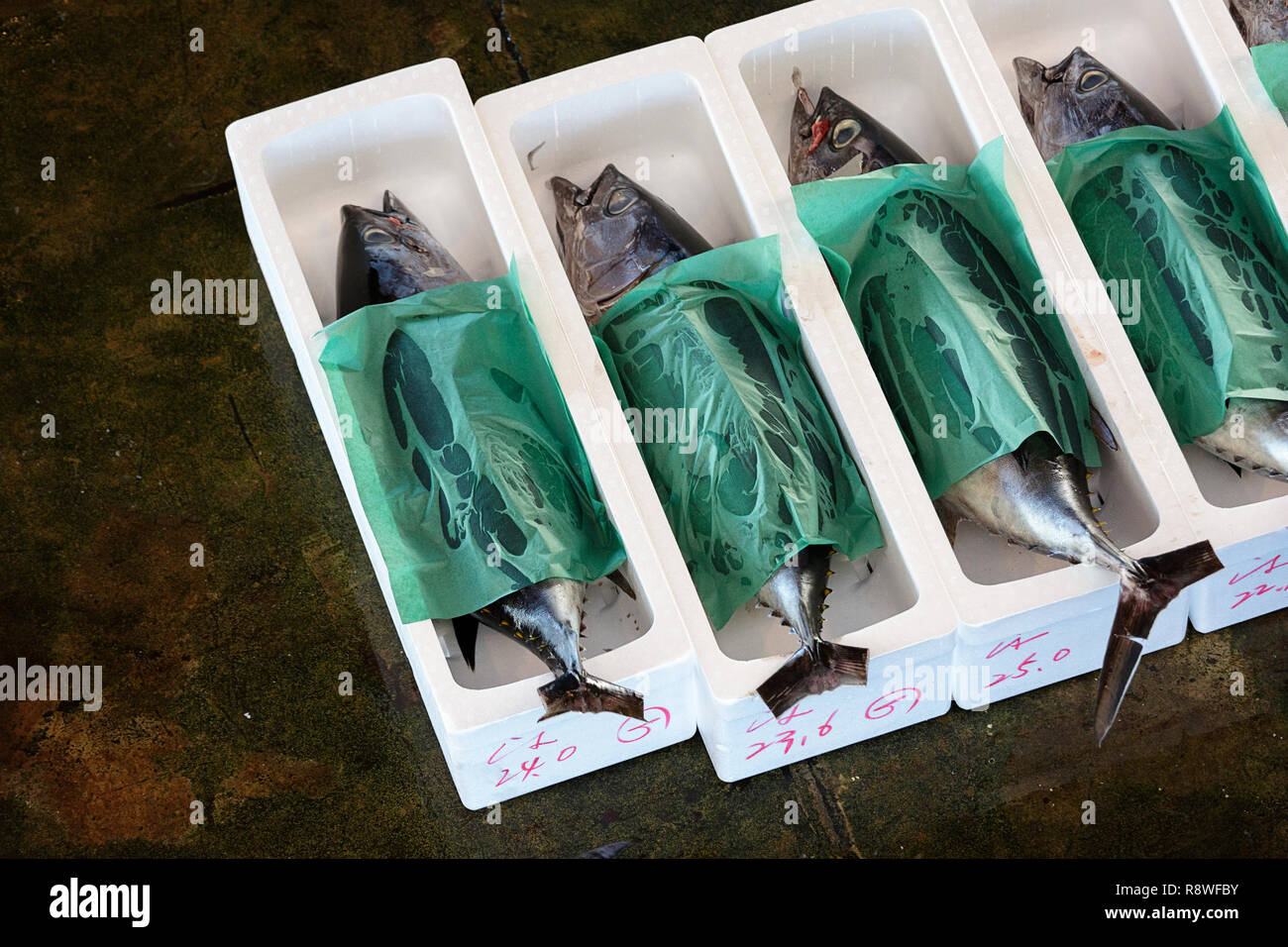 Fresh tuna, at Tuna Auction at Katsuura Fish Market, Nachikatsuura