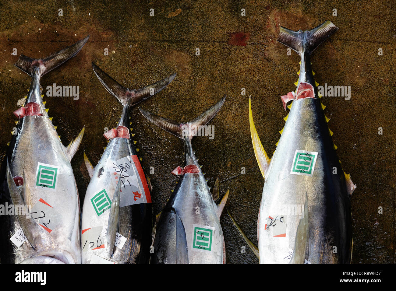 Fresh tuna, at Tuna Auction at Katsuura Fish Market, Nachikatsuura