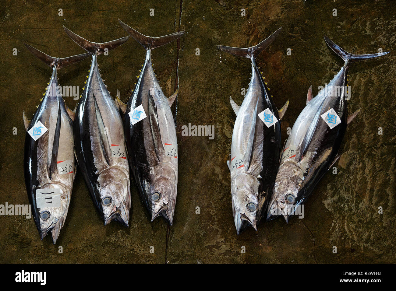 Fresh tuna, at Tuna Auction at Katsuura Fish Market, Nachikatsuura
