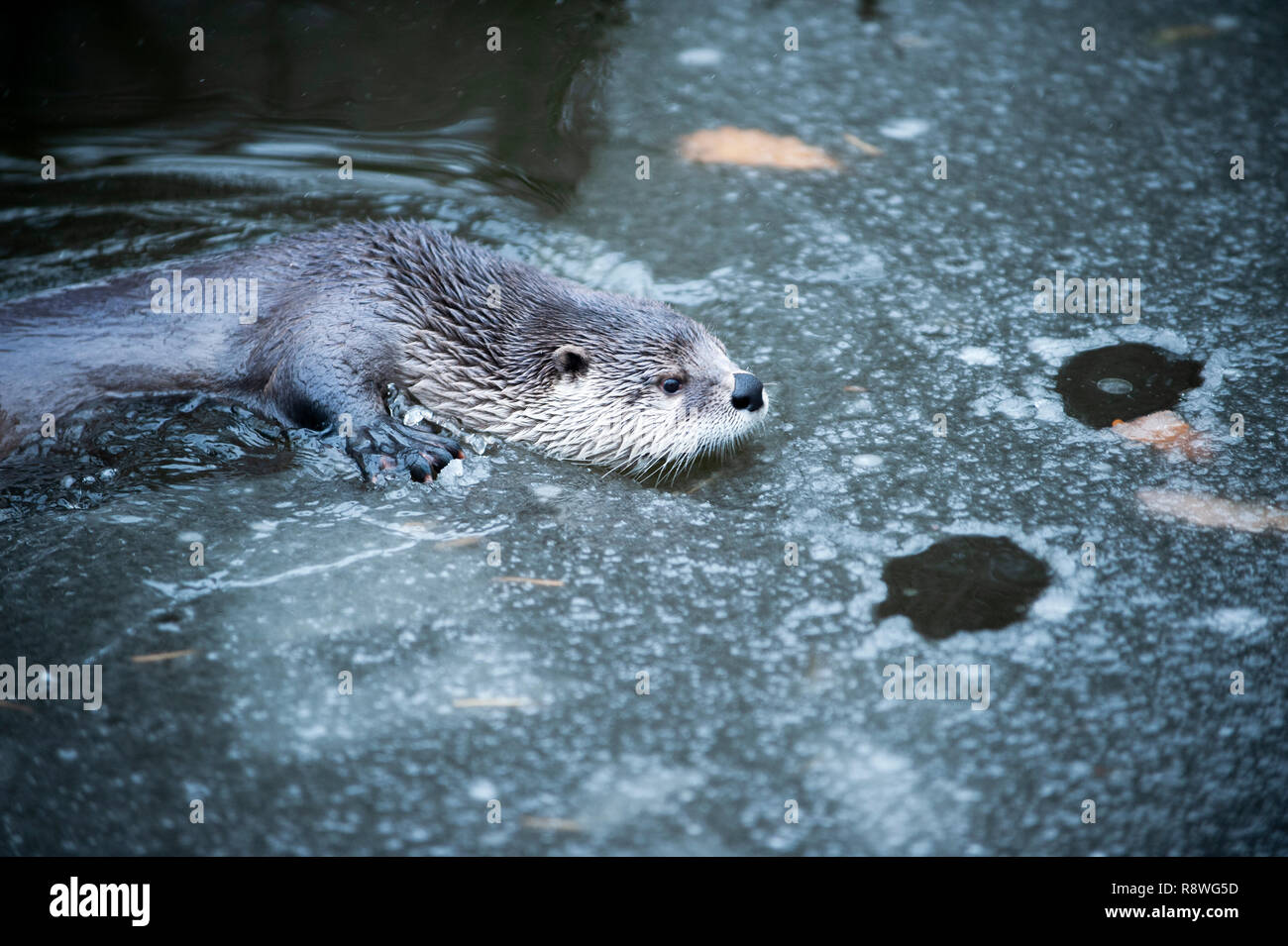 Cute Otter Swimming in Cold Water Partly Covered by Eis. Stock Photo