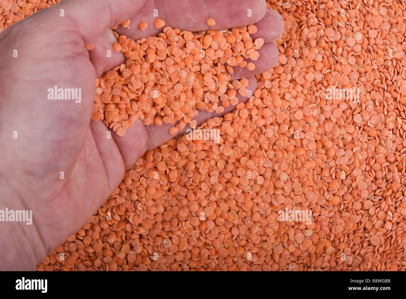 A handful of red Persian split lentils background. Lentil grains. Close up Stock Photo