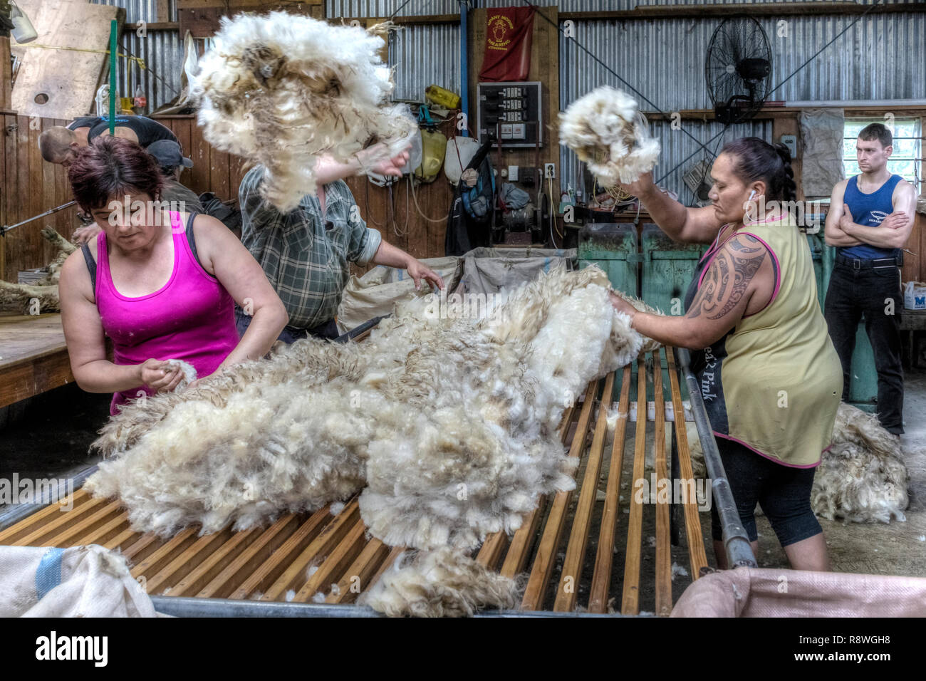 sheep shearing in Ohai, Southland, New Zealand Stock Photo Alamy