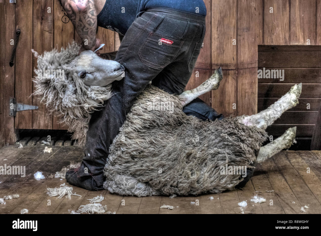 sheep shearing in Ohai, Southland, New Zealand Stock Photo
