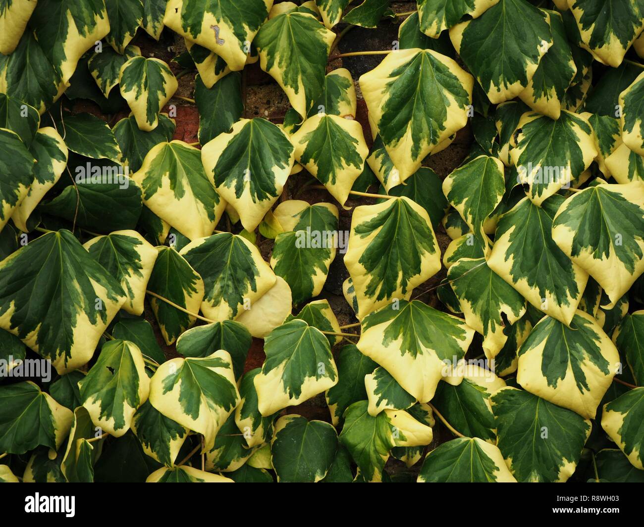 Large variegated green and yellow ivy leaves growing against a wall Stock Photo