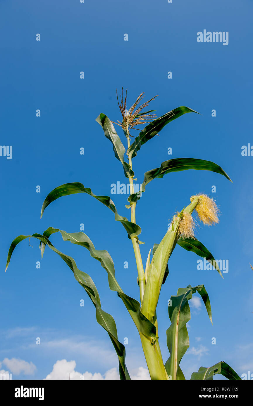 cobs not yet ripe in the field Stock Photo