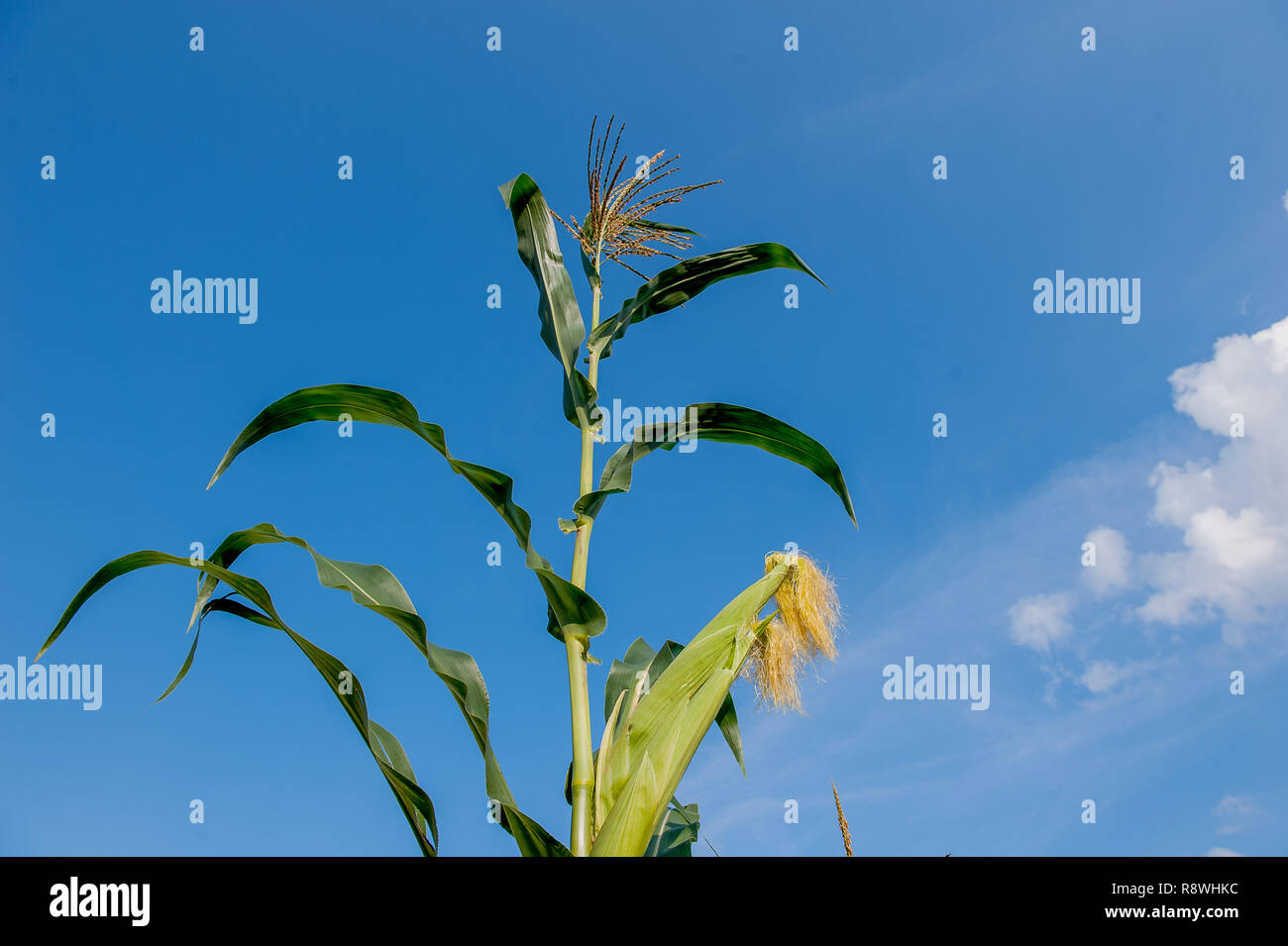 cobs not yet ripe in the field Stock Photo