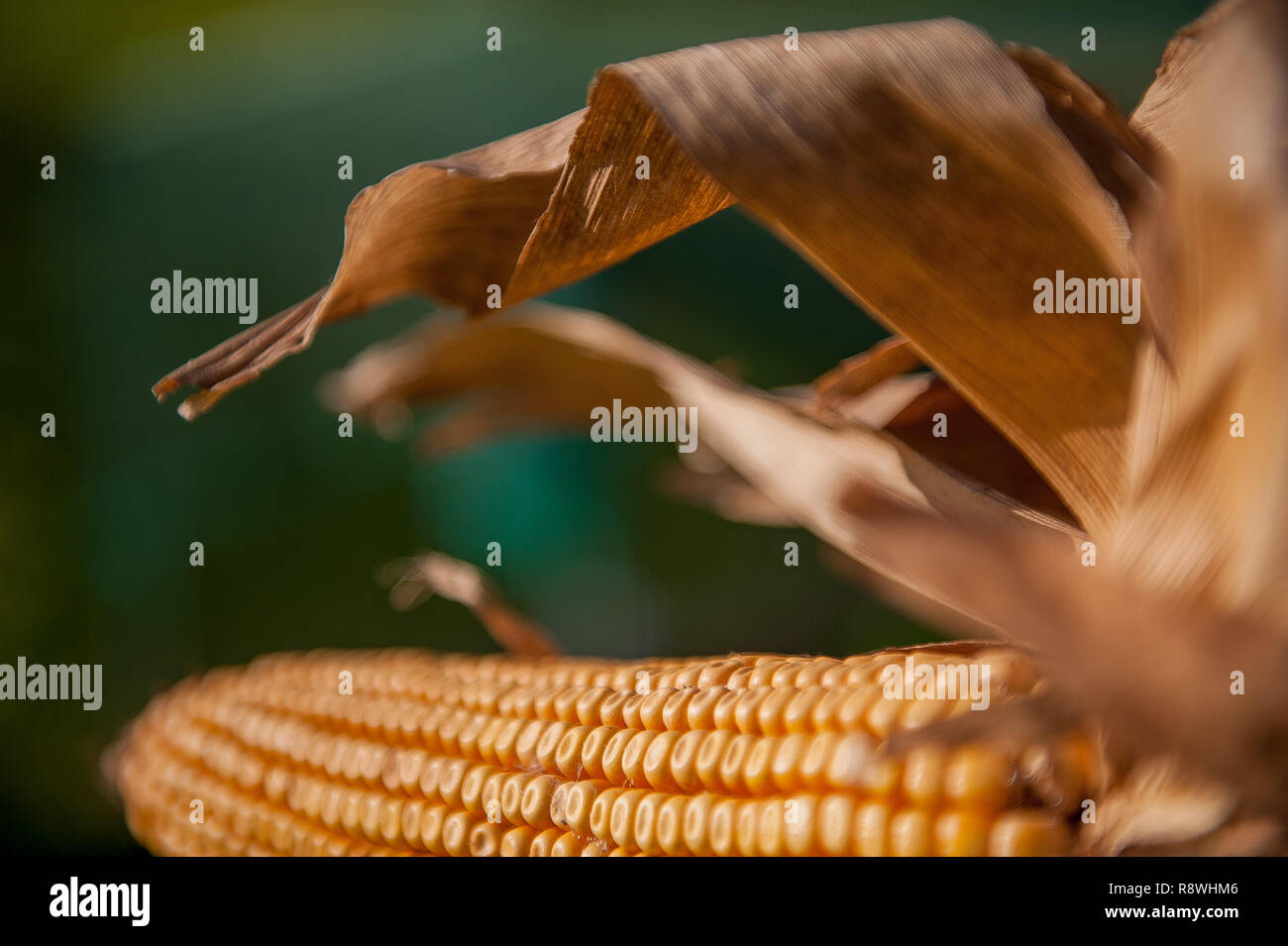cobs not yet ripe in the field Stock Photo