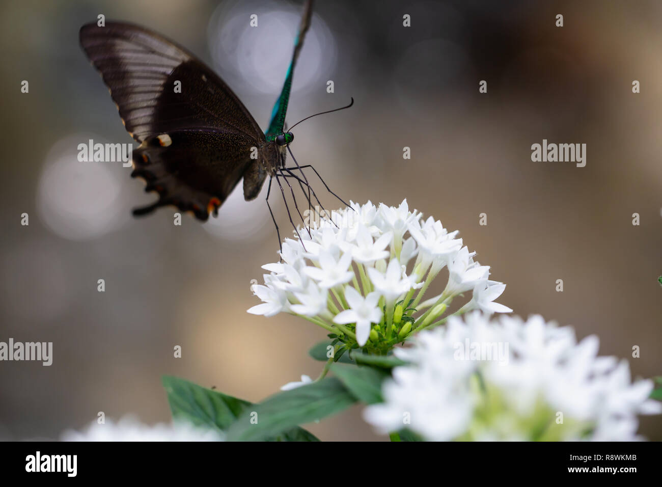Beautiful macro picture of a butterfly,  Papilio palinurus, also known as Emerald Banded Peacock. Place of Origin is Indonesia, Southeast Asia. Stock Photo