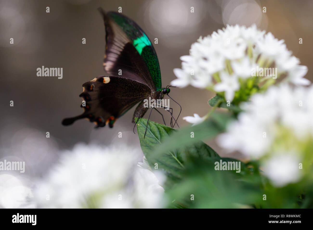 Beautiful macro picture of a butterfly,  Papilio palinurus, also known as Emerald Banded Peacock. Place of Origin is Indonesia, Southeast Asia. Stock Photo