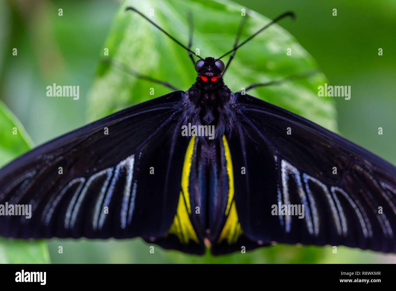 Beautiful macro picture of a black, blue and yellow butterfly sitting