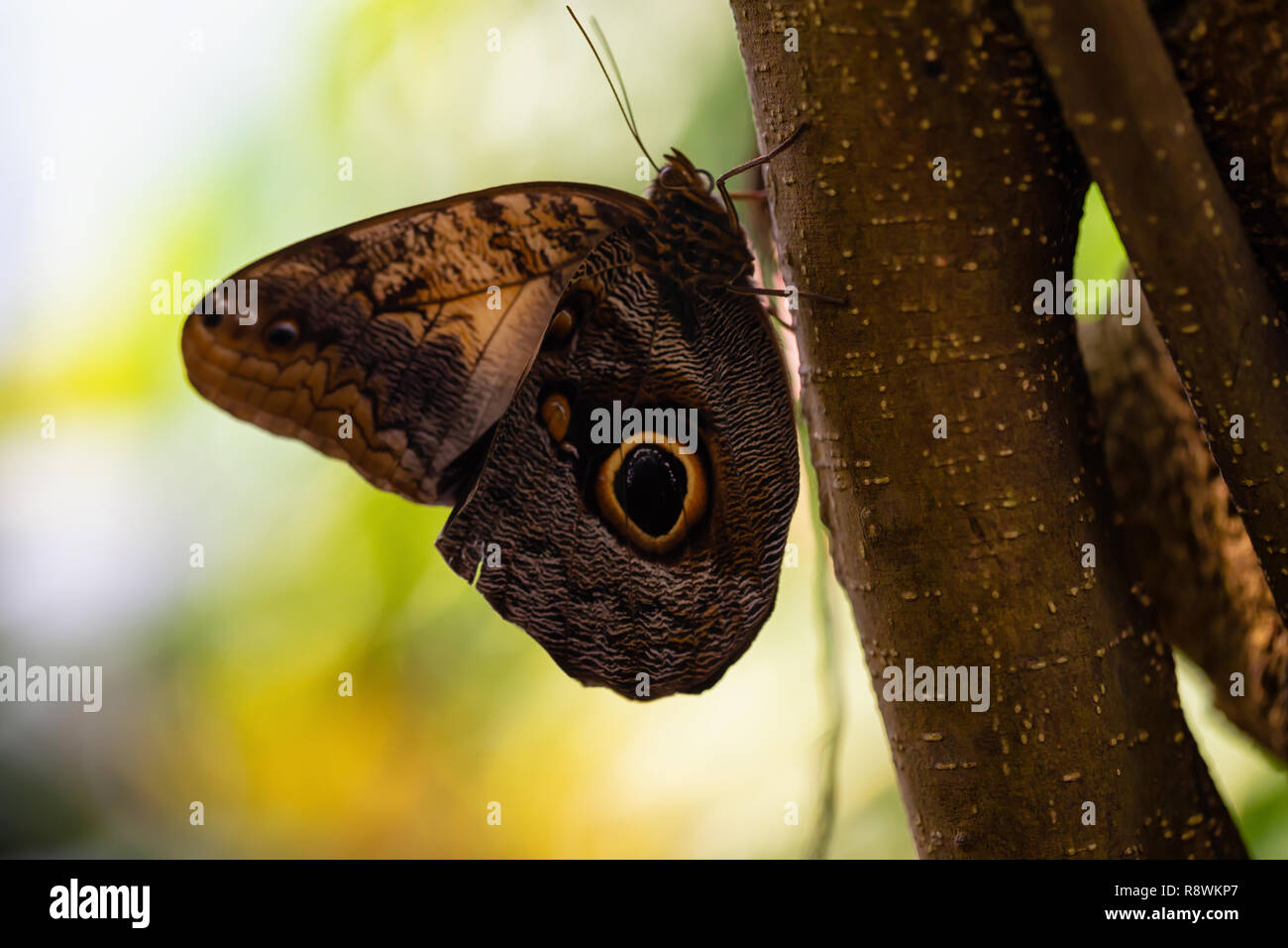 Beautiful macro picture of a butterfly, Caligo memnon, also knowed as the Giant Owl. Place of Origin is Costa Rica, Central American. Stock Photo