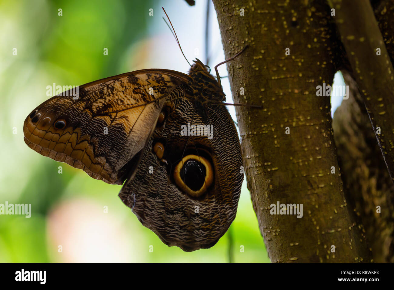 Beautiful macro picture of a butterfly, Caligo memnon, also knowed as the Giant Owl. Place of Origin is Costa Rica, Central American. Stock Photo