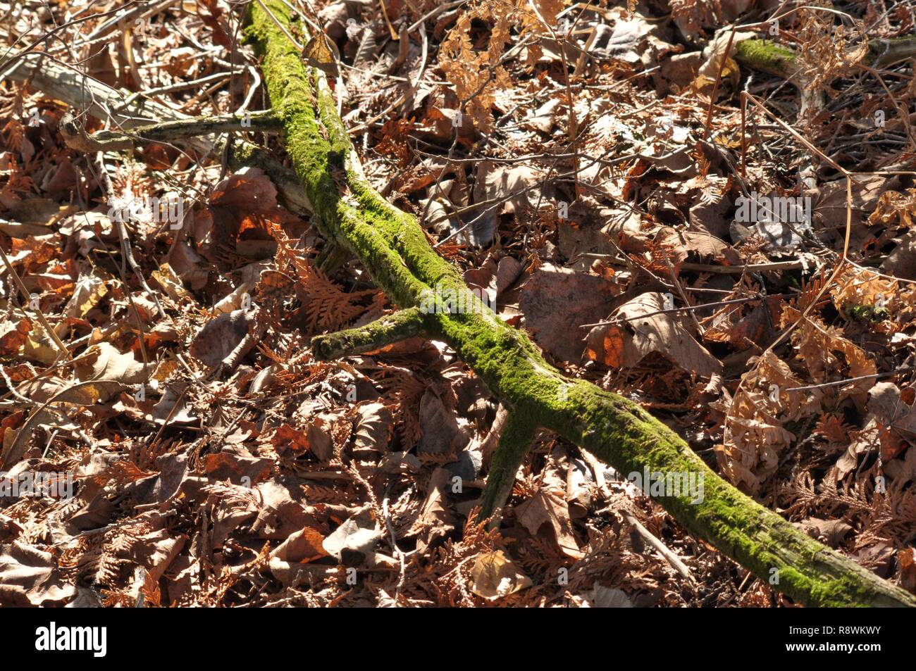 Moss a flowerless plant Stock Photo Alamy