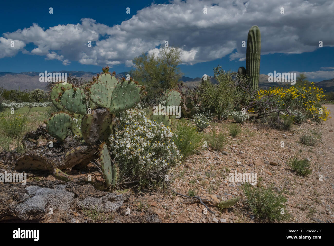 Sonoran desert landscape hi-res stock photography and images - Alamy