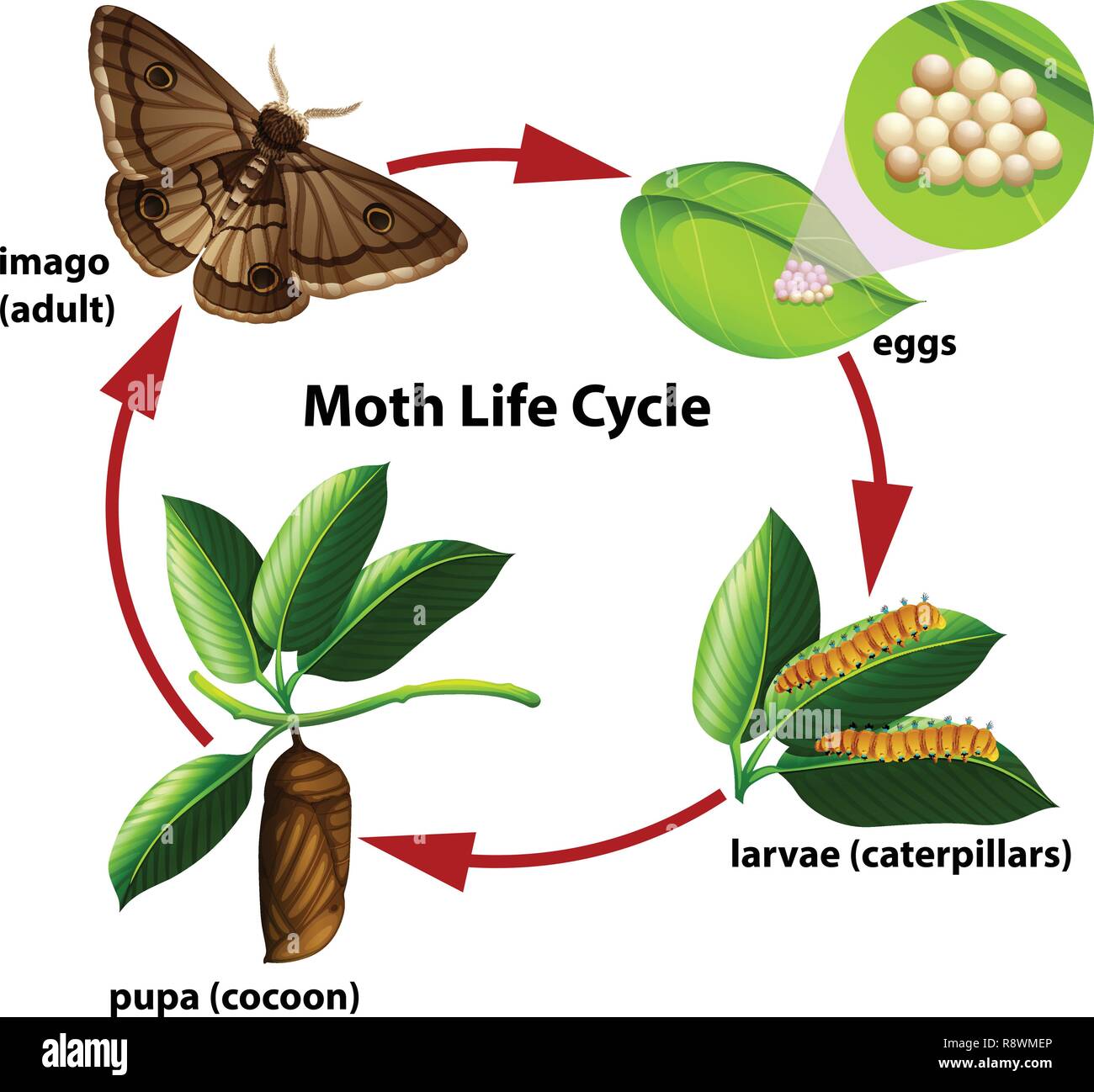 Moth Caterpillar Life Cycle