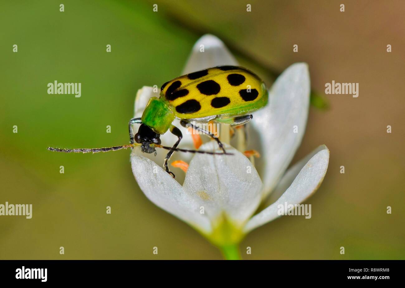 A Spotted Cucumber beetle (Diabrotica undecimpunctata) on top of a False Garlic wildflower during springtime. Stock Photo