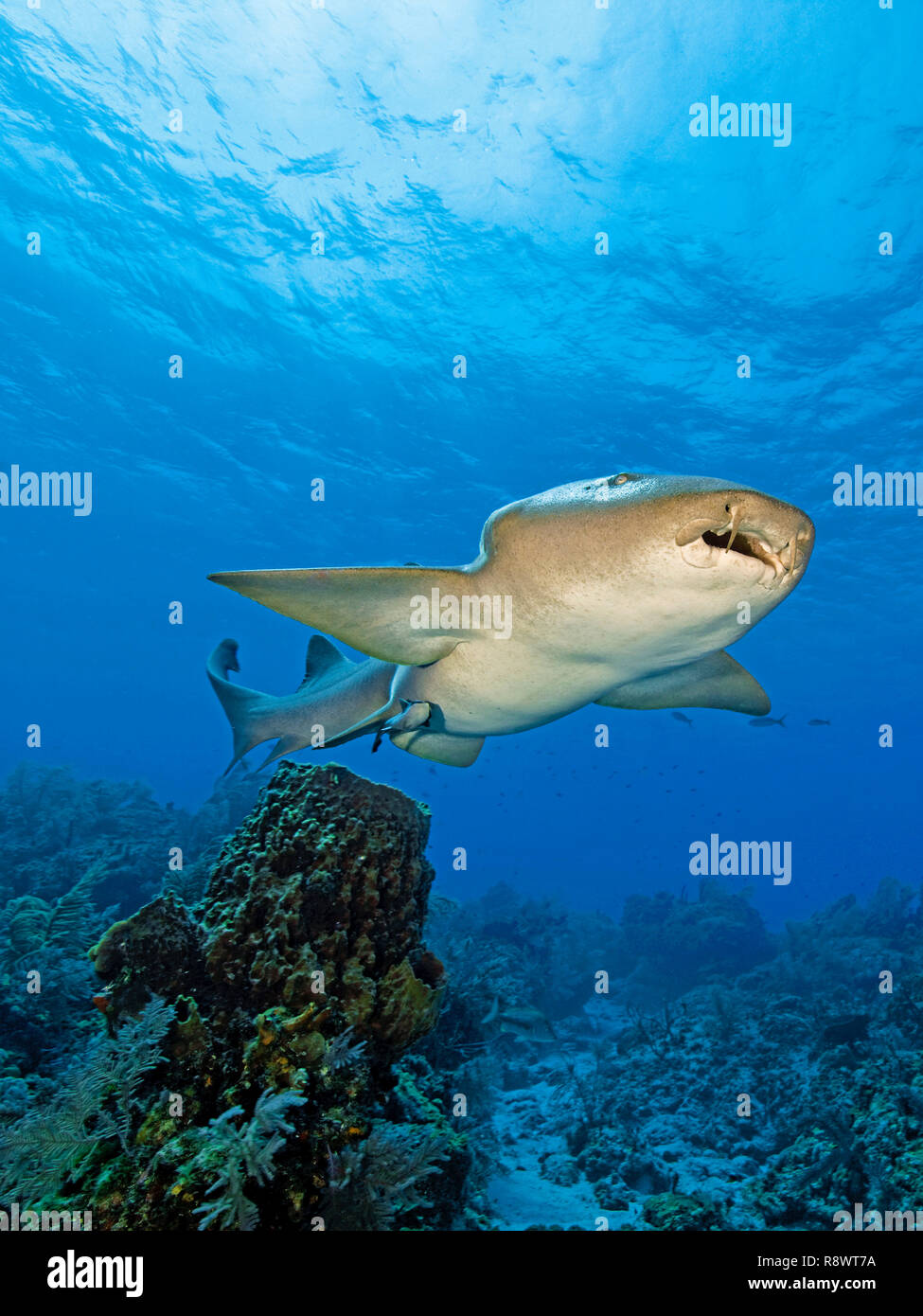Nurse shark (Ginglymostoma cirratum) with remora (Echeneidae), swimming over a coral reef, Bimini island, Bahamas Stock Photo
