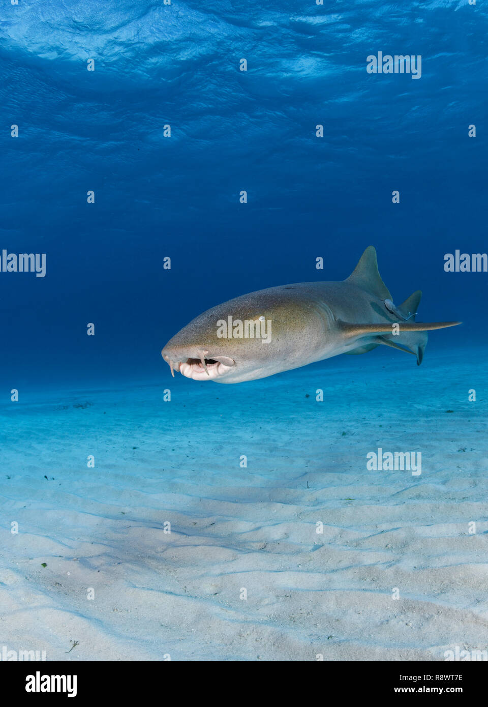Nurse shark (Ginglymostoma cirratum) with remora (Echeneidae), swimming over a sandy bottom, Bimini island, Bahamas Stock Photo