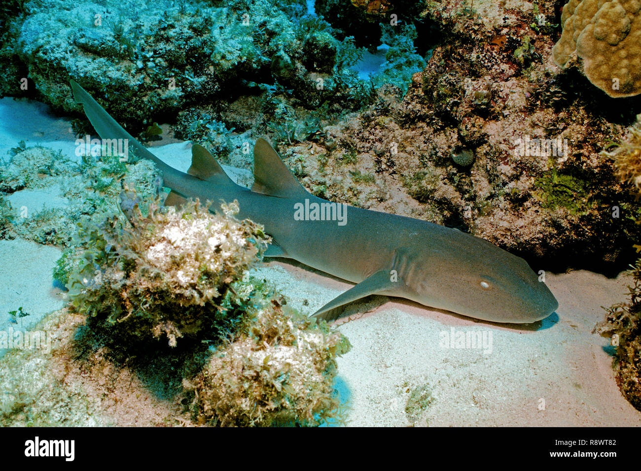 Nurse shark (Ginglymostoma cirratum), laying on sandy bottom between coral blocks, Ambergris Cay, Belize Stock Photo