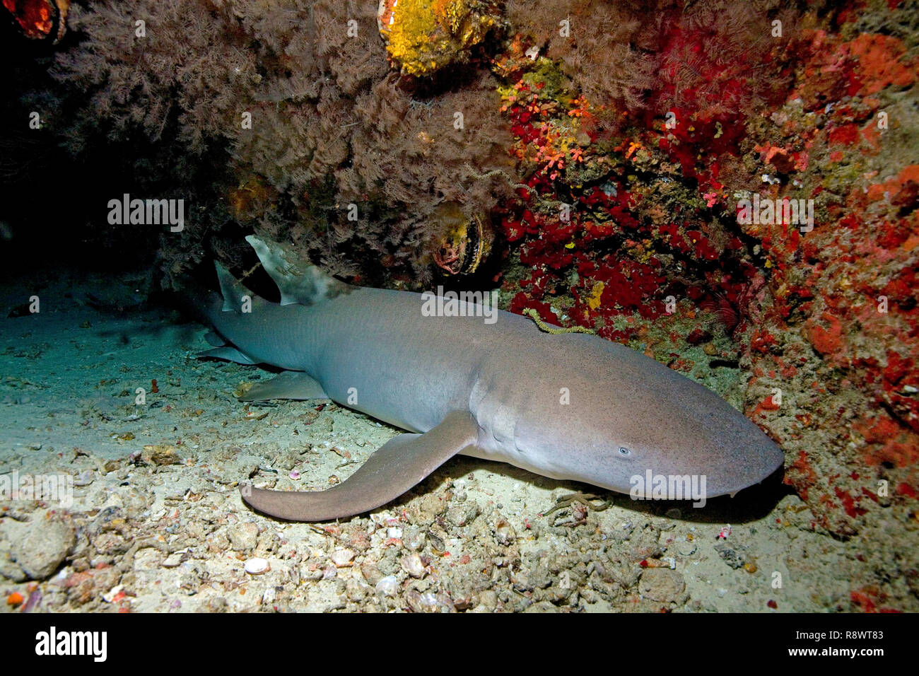 Tawny Nurse shark or Common Nurse shark (Nebrius ferrugineus) sleeping under a overhang, Ari Atoll, Maldive islands, Indian Ocean, Asia Stock Photo