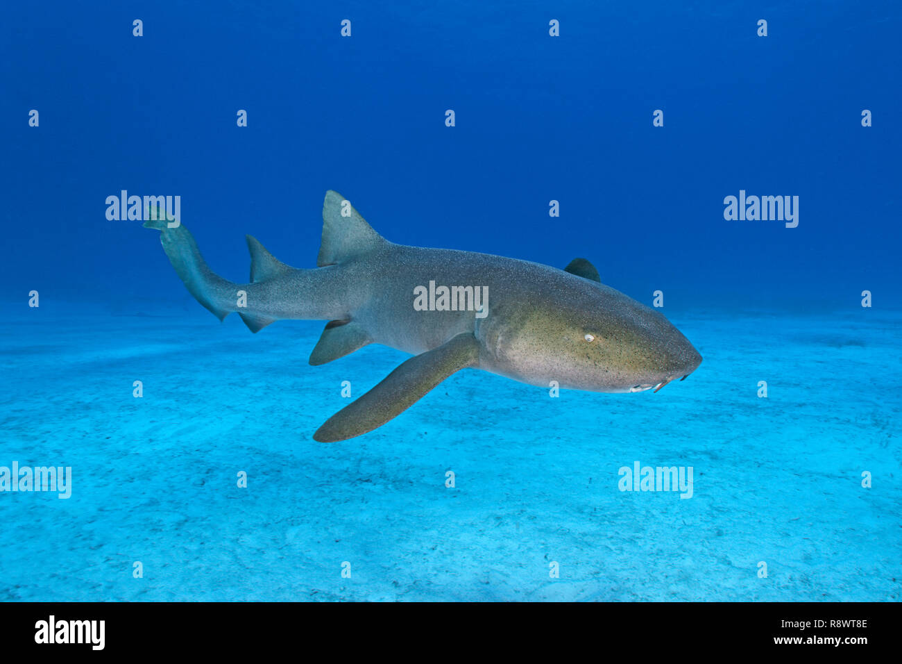 Nurse shark (Ginglymostoma cirratum), swimming, over sandy bottom, Bimini island, Bahamas Stock Photo
