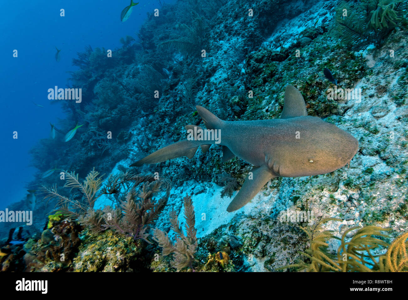 Nurse shark (Ginglymostoma cirratum), swimming over a coral reef, Bimini island, Bahamas Stock Photo