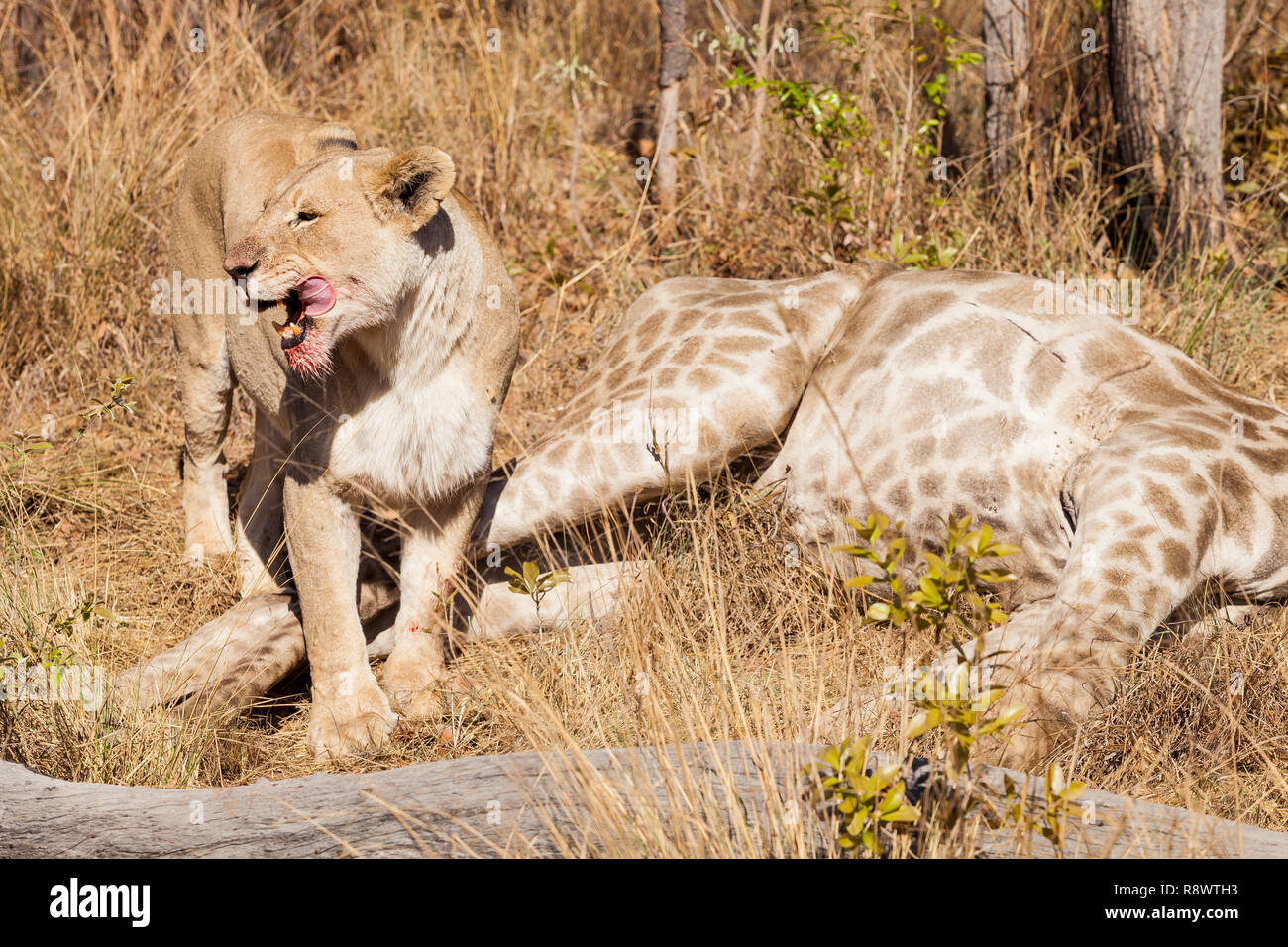 African Lion eating a Giraffe on safari in a South African game reserve Stock Photo