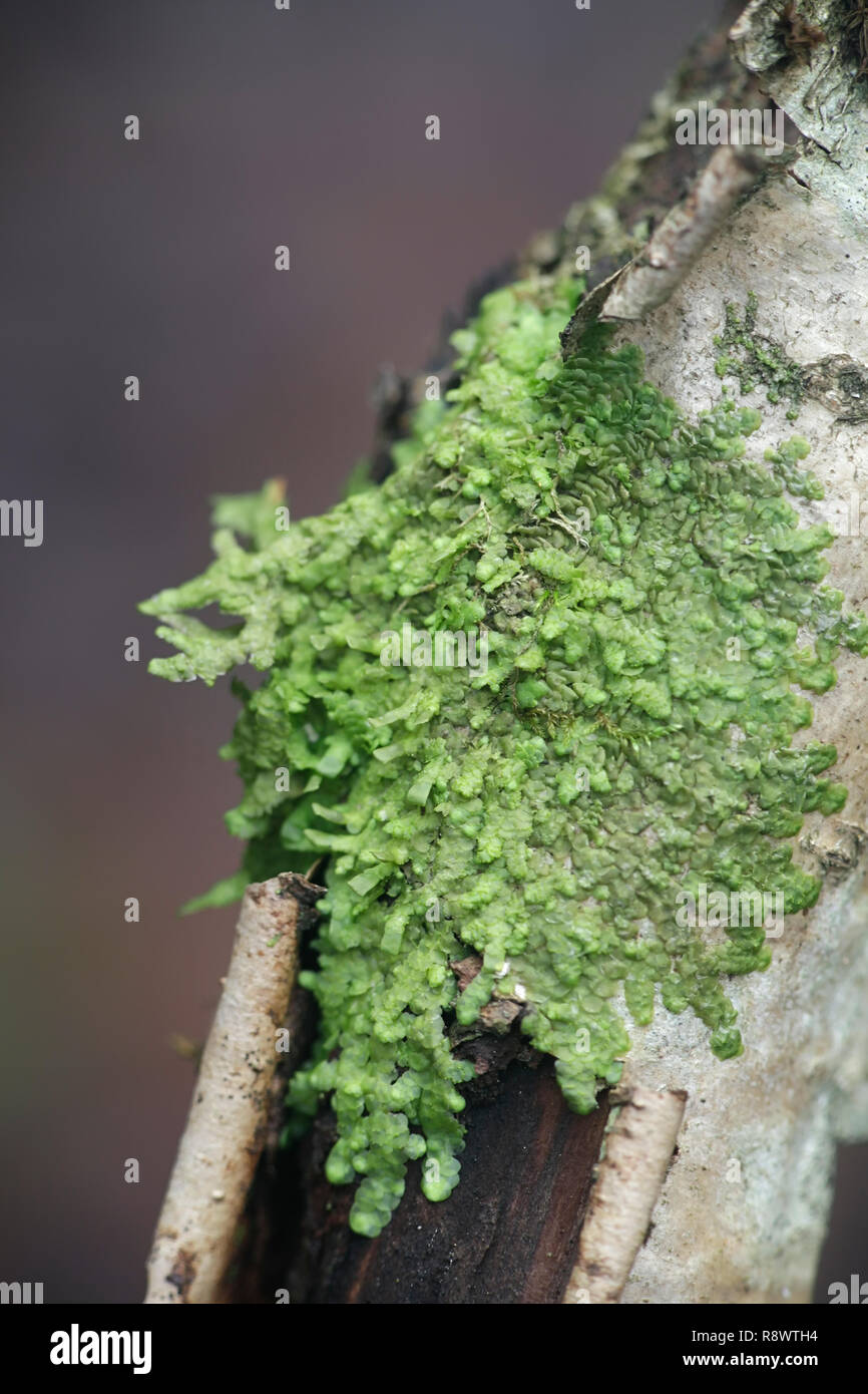 Even Scalewort moss, Radula complanata, a cannabis moss Stock Photo