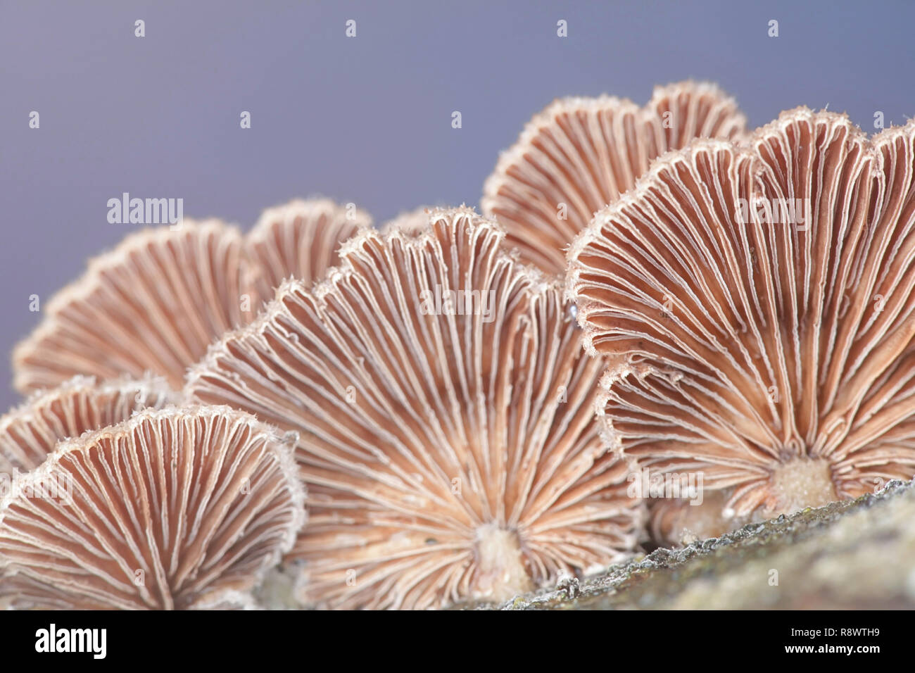 Gillies, Split Gills or Split giil, Schizophyllum commune, is an