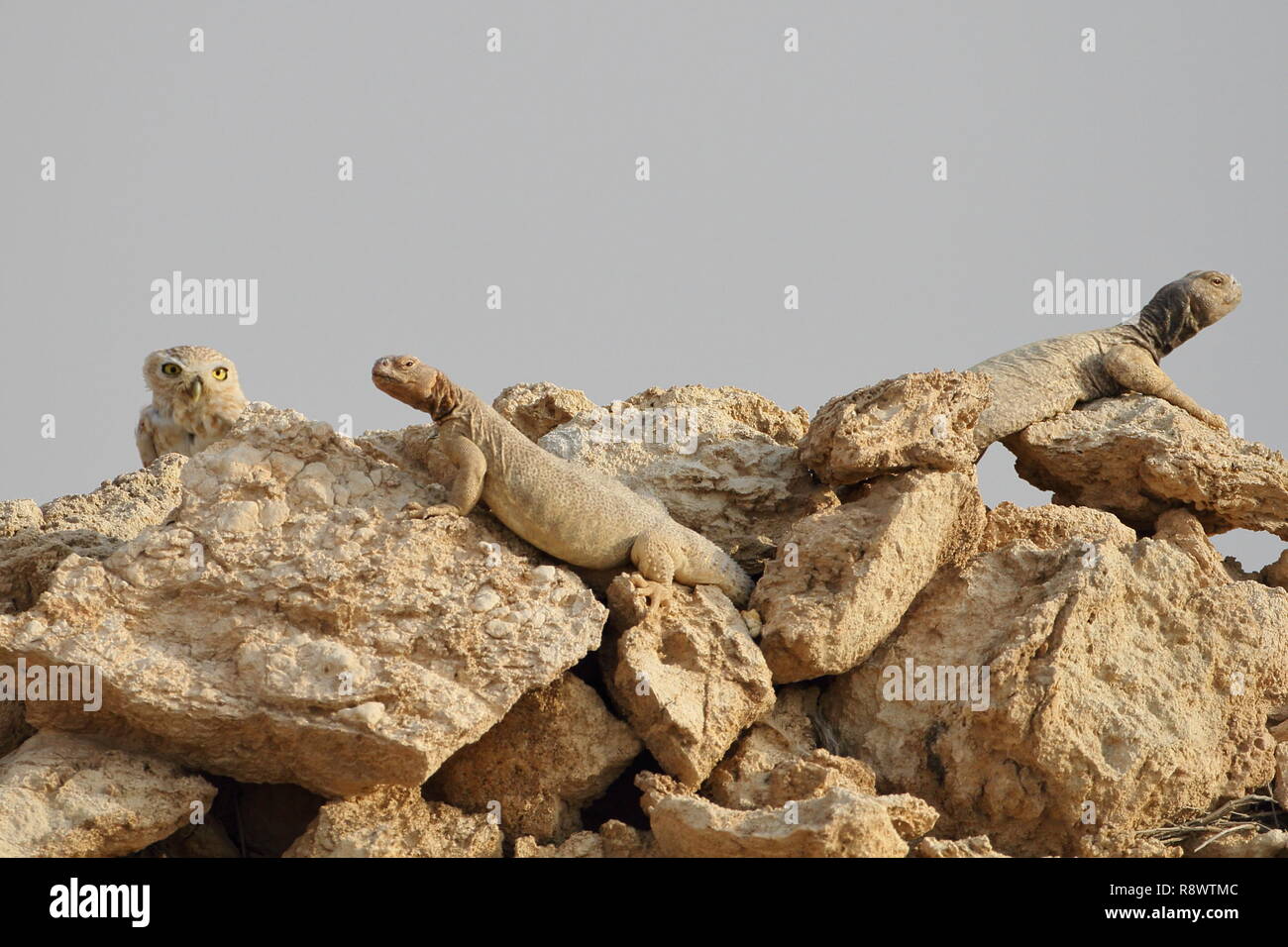 rare sight of a little Owl shared accommodation with spiny tailed Lizards on Rock Pile at the Arabian Desert. Stock Photo