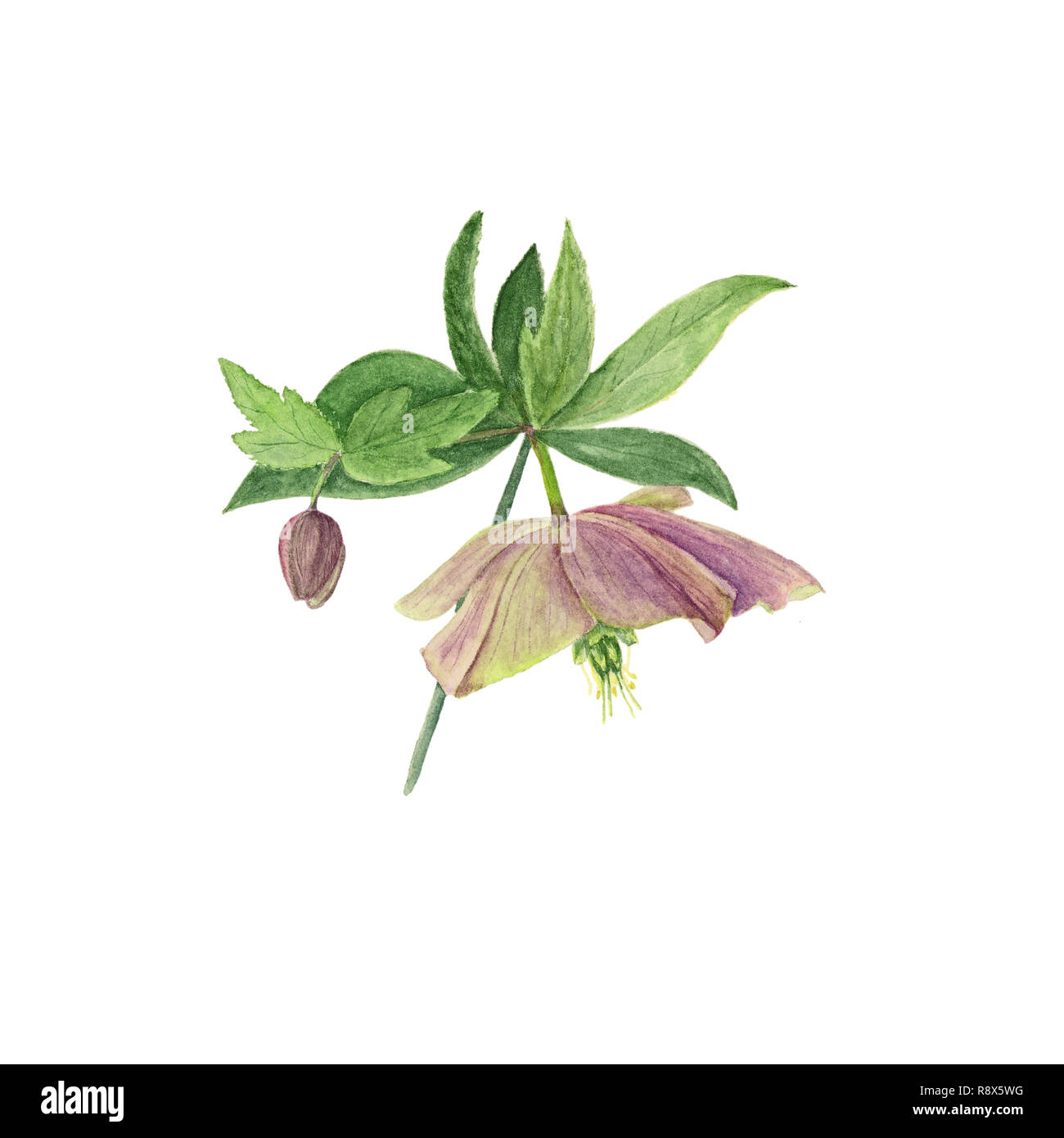 Watercolor botanical illustration of hellebore flower and bud isolated