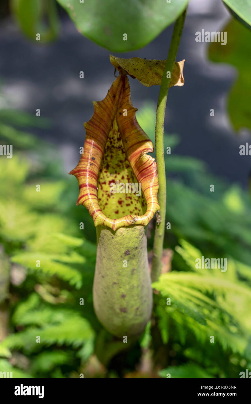 Papaikou, Hawaii - Pitcher plant (Nepenthes). Stock Photo